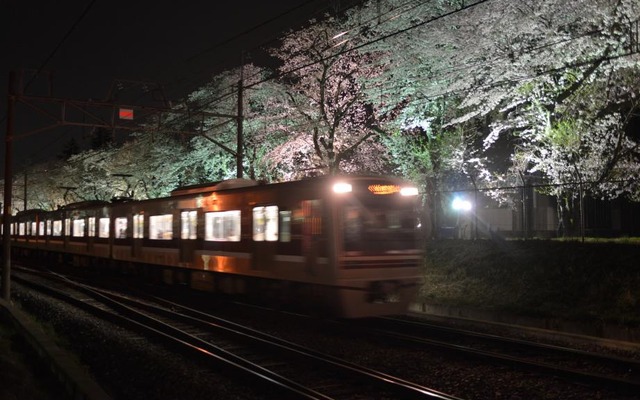 新京成線元山～くぬぎ山間で見られる陸自松戸駐屯地の桜並木。4月1～8日にライトアップが行われる。