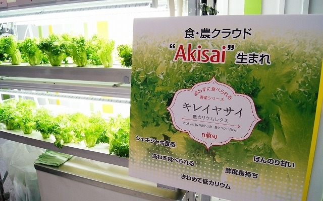 半導体を製造していた会津若松工場のクリーンルームでレタスを製造する。