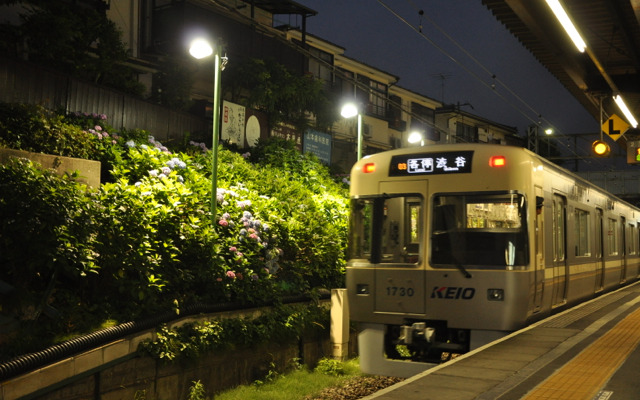 京王は6月9日から、恒例となっている井の頭線東松原駅構内のアジサイライトアップを実施。写真は昨年の様子