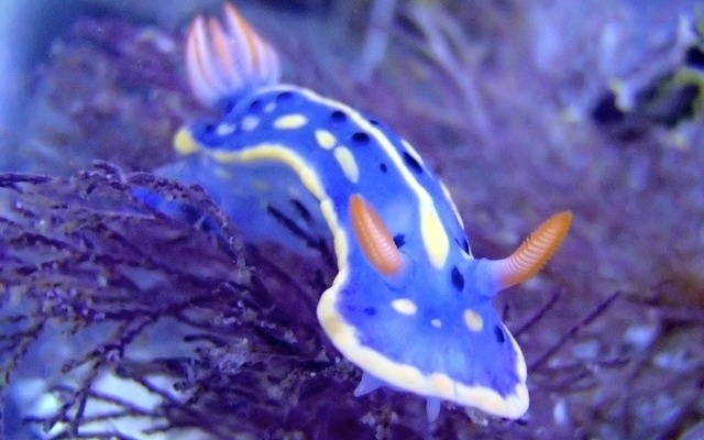 アオウミウシ