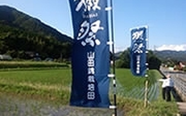 「山田錦」栽培田の様子