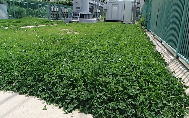 緑化を実施した基地局