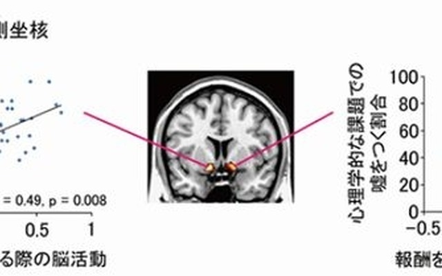報酬期待に関わる側坐核の反応と、嘘をつく割合との正の相関