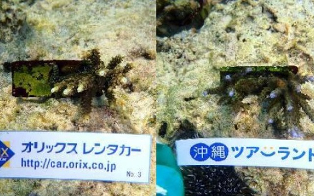 昨年の寄付金で移植したサンゴ