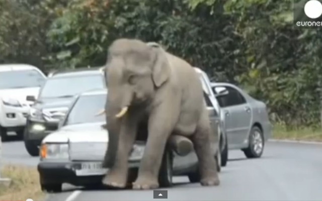 タイの国立公園内の道路で象が車を踏み潰す映像を公開した『euronews』