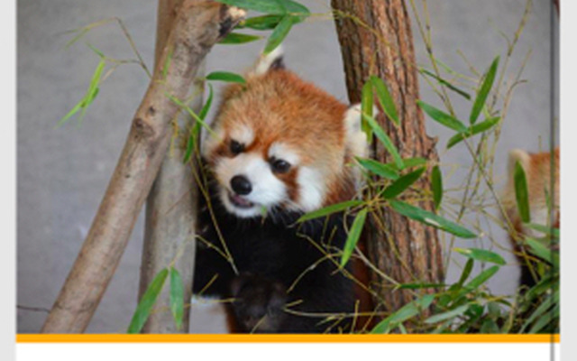 今回の実証実験で行われている旭山動物園のスタンプラリーを表示している画面。実証実験の結果を踏まえて配信する情報やサービスを拡充していく予定だ。（画像はプレスリリースより）