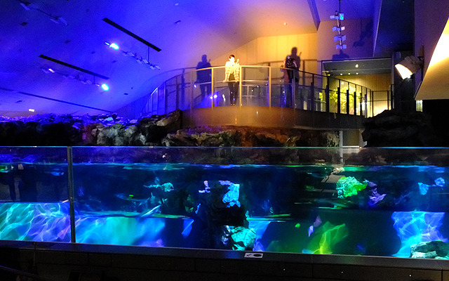 すみだ水族館に登場した、光と音楽とペンギンの新展示「ペンギンキャンディ」（3月21日～7月17日）。3月19日のオープニングイベントには動物好きな森泉も登場。ペンギンを抱き「連れて帰りたい！」と笑った