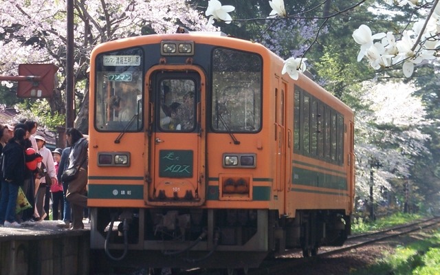 サクラが満開の芦野公園駅に停車する津軽21形気動車。