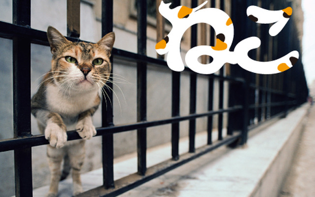 「ねこ」岩合 光昭