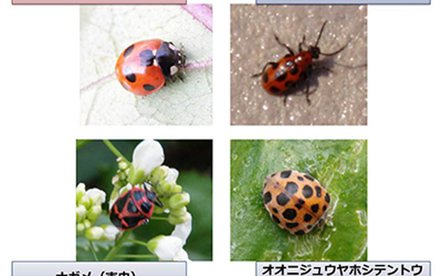紛らわしい病害虫の例。日本において