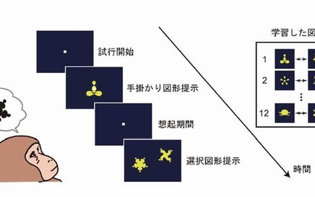 対連合記憶課題