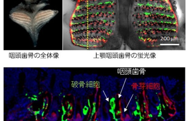 骨形成と骨吸収が盛んな咽頭歯骨