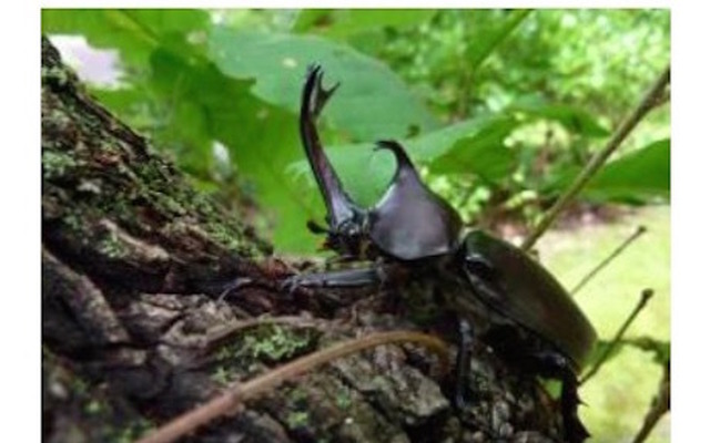 カブトムシの成虫