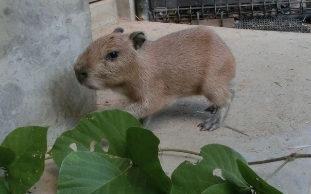 赤ちゃん（10月12日撮影）　(c) 埼玉県こども動物自然公園