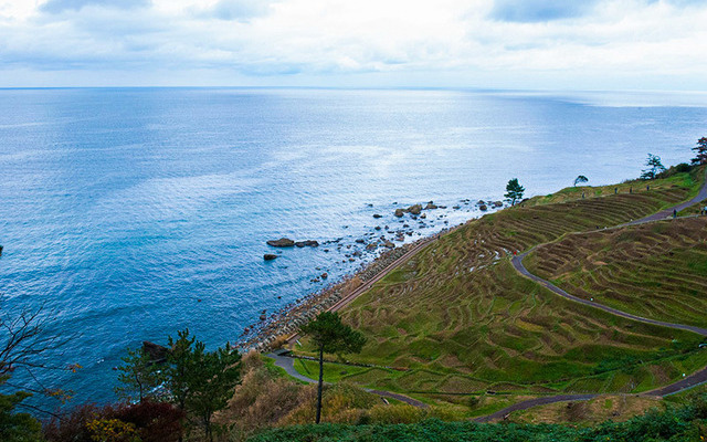 海に面した白米千枚田の光景