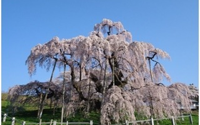 福島県の三春滝桜