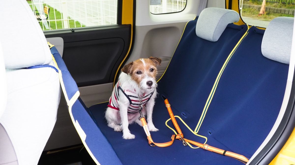 青山尚暉のわんダフルカーライフ 道路交通法違反にならないために 正しい愛犬の乗せ方 レスポンス Response Jp 青山尚暉のわんダフルカーライフ 道路交通法違反にならないために 正しい愛犬の乗せ方 レスポンス Response Jp