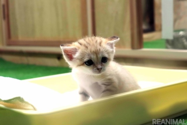 スナネコの赤ちゃん誕生は飼育員も予想外 リアニマル レスポンス Response Jp