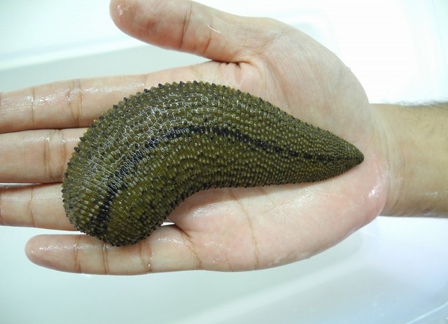 閲覧注意 タイで続々発見される巨大生物 ミミズ ムカデ ヒル レスポンス Response Jp 閲覧注意 タイで続々発見される巨大生物 ミミズ ムカデ ヒル レスポンス Response Jp
