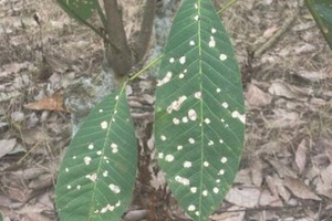 横浜ゴム、インドネシアのゴムノキ病害抑制研究に協力…天然ゴムの持続可能な生産めざす 画像