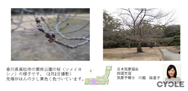 桜の開花予想、日本気象協会が発表