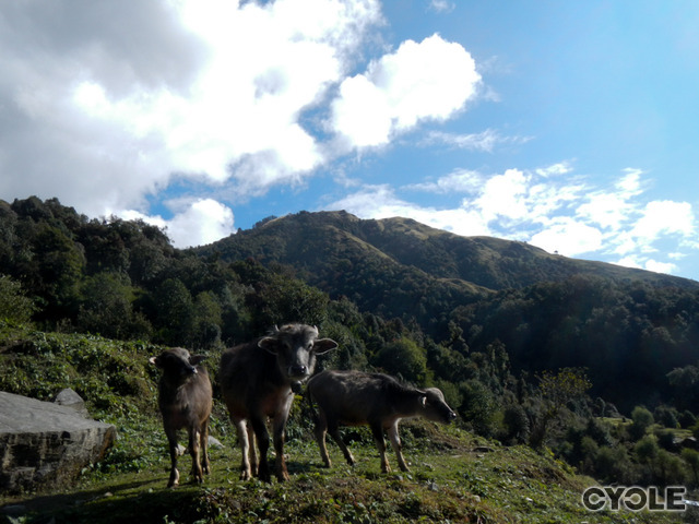 Nepal