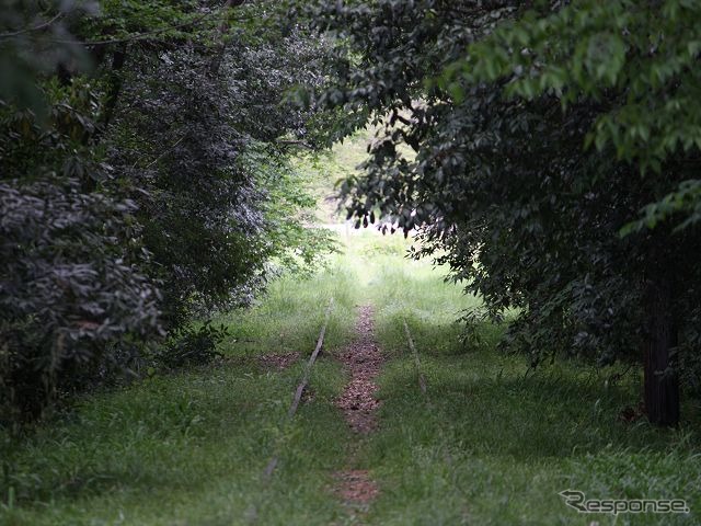 休止から半世紀が経過した安比奈線の線路。線路脇の木々の葉に覆われている。