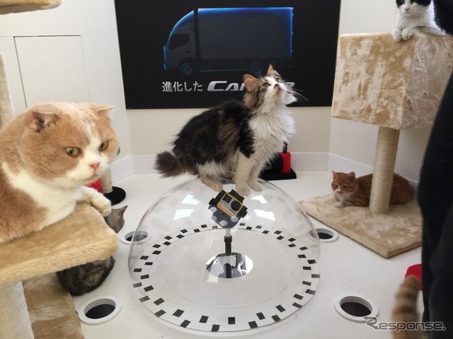 新型キャンター予告編「ネコ360°」
