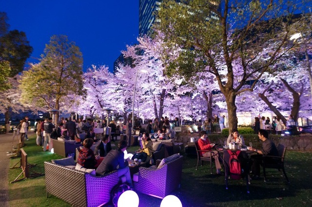 夜になるとライトアップされる屋外ラウンジの桜