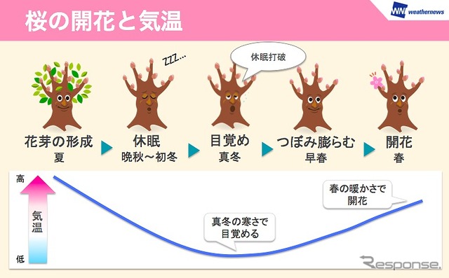 2016年の桜開花予想