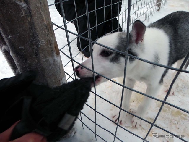 ソリを引っ張るシベリアンハスキーは子犬の時から訓練を受ける