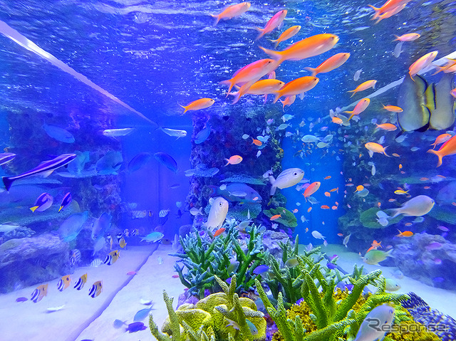 『Sony Aquarium』