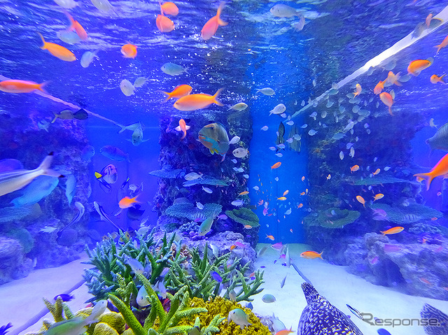 『Sony Aquarium』