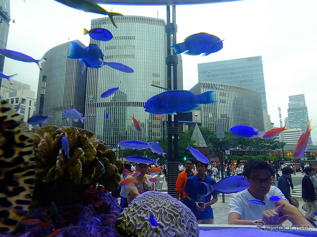 14トンの大型水槽が銀座に出現する『Sony Aquarium』(東京・銀座ソニービル、7月15日~8月28日)