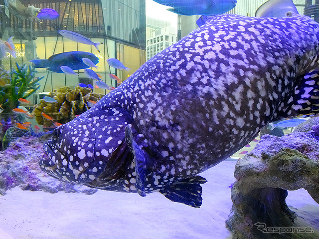 『Sony Aquarium』