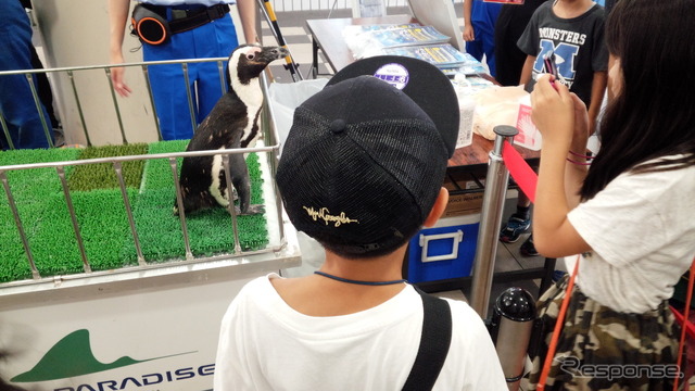 京急川崎駅に登場したケープペンギン