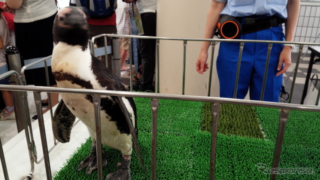 京急川崎駅に登場したケープペンギン