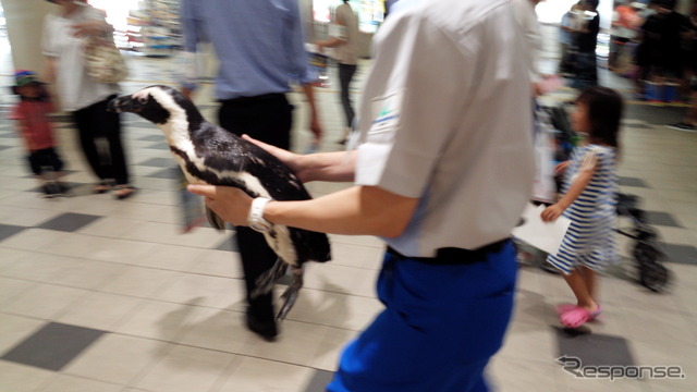 京急川崎駅に登場したケープペンギン