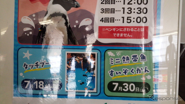 京急川崎駅に登場したケープペンギン