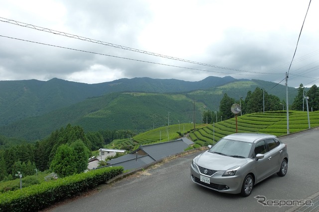 山間の茶畑を行く。