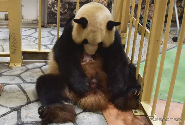 赤ちゃんの体を舐めてあやす良浜。