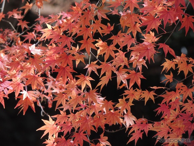 紅葉（イメージ）