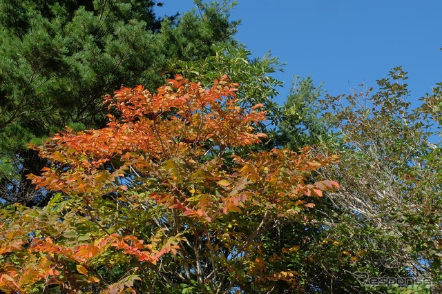 ちょっと時期が早いかなと思いつつ出かけてみたのだが、案の定紅葉はまだ色づき始めだった。しかし、絶好の晴天と山々のコントラストは見事なものだった。