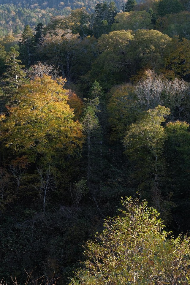新潟~福島県境の峠から山を望む。色づいたときはさぞや美しいことだろう。