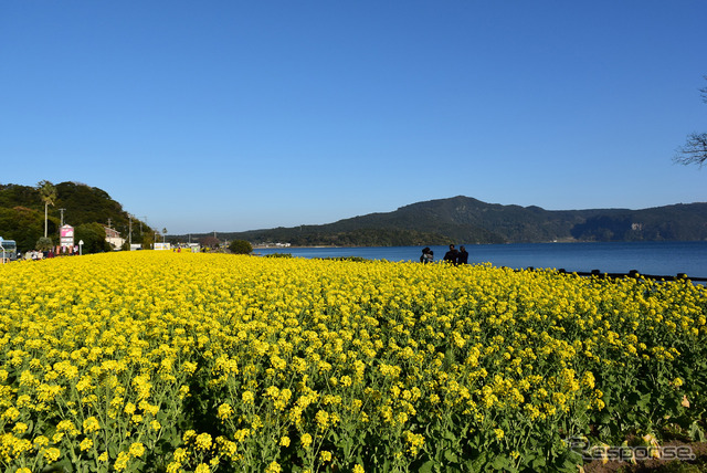 池田湖畔の菜の花畑。