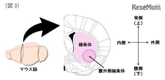 マウス脳の線条体