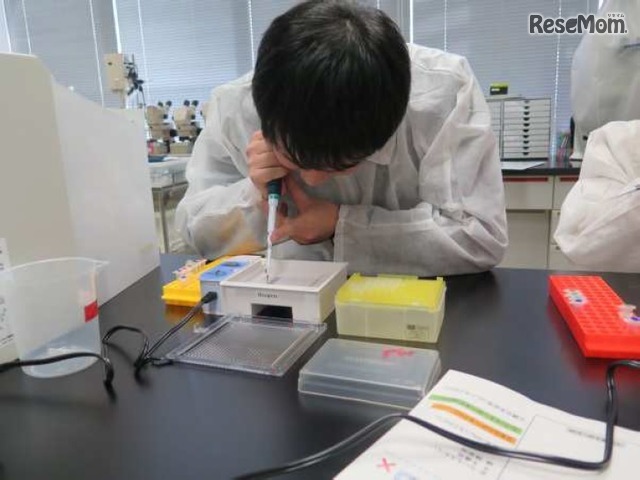 遺伝子型判定のための電気泳動実験のようす
