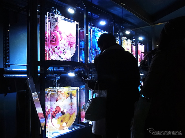 すみだ水族館「ふわきゅん、クラゲまつり」