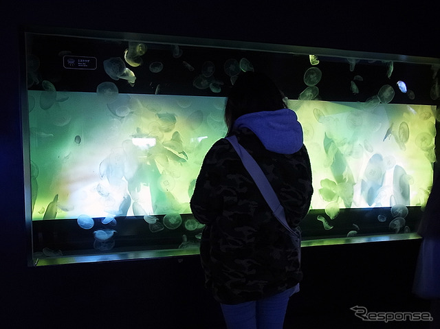 すみだ水族館「ふわきゅん、クラゲまつり」