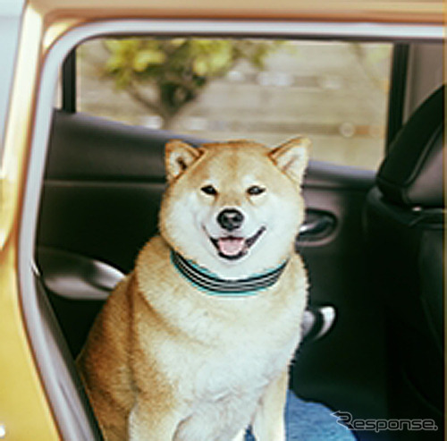 柴犬まる